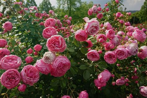 How To Prune Roses The Right Way Better Homes And Gardens