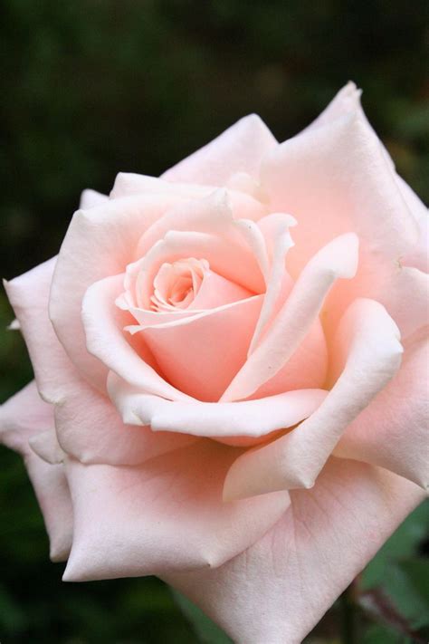 Love forever long stem 24k gold foil trim rose flower with bracket rose flowers heart over whi. 190 best images about صباح الخير on Pinterest | Tes, Pink ...