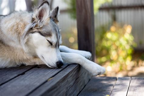 Husky Dog Sleeping Royalty Free Stock Photo