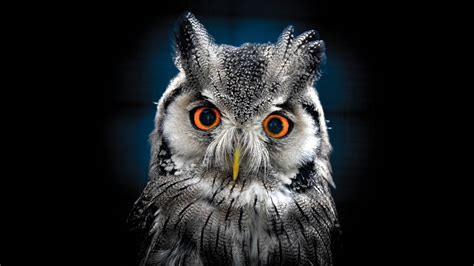 72 Owl Desktop Wallpaper On Wallpapersafari