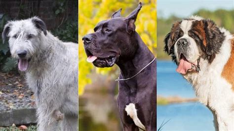 Perros Gigantes Los 10 Perros Más Grandes Del Mundo Ranking