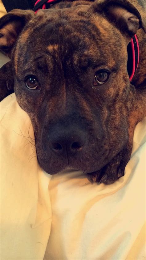 To find out what the exact mix is, click on the thumbnail of the puppy you are interested in, and this will help you find information on that puppy, plus the dog breeder's phone number and other information. Nova my brindle pitbull x mastiff | Pitbull puppies, Pitbull mastiff, Pitbull mastiff mix