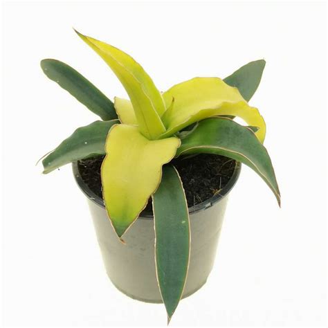 Sansevieria Star Canary 9 Cm Dracaenaceae Giromagi Vendita Piante Grasse