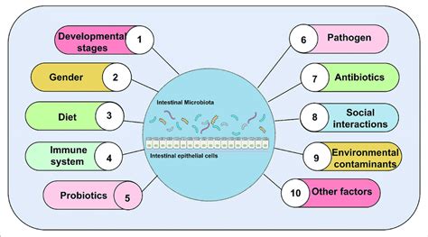 Major Factors Affecting Gut Microbial Composition Abundance And Download Scientific Diagram