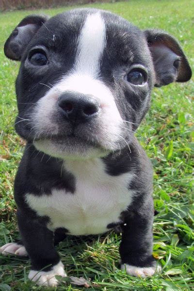 These traits along with their intelligence make them perfect for such things as agility, obedience, conformation and tracking. Blue Nose Pitbull Puppies For Sale - Blue Nose Pitbull ...