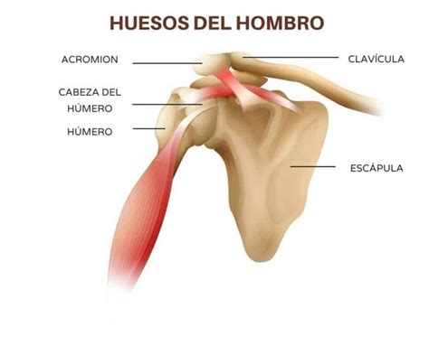 Síndrome Del Hombro Congelado Te Cuento Datos Que Igual No Sabías