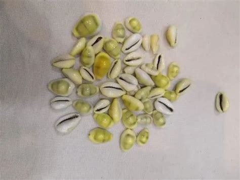 Dried Seashell Seeds For Decoration Size 12inch At Best Price In Delhi