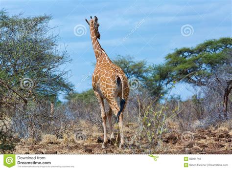 Somali Or Reticulated Giraffe Tail Flicking Stock Photo Image Of