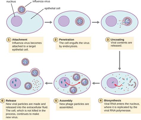 The Viral Life Cycle | Microbiology