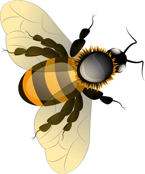 Honey Bee Png Transparent Image Png Mart