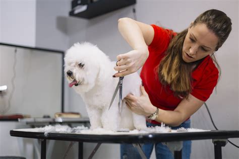 The 7 Best Online Dog Grooming Schools of 2021