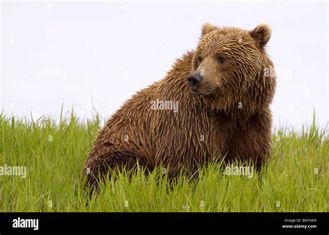 An Alaska Coastal Brown Bear At Mikfik Creek In The Mcneil River State