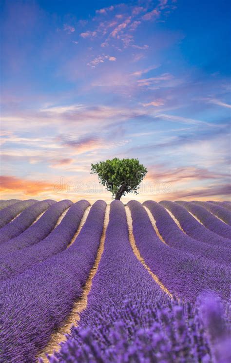11276 Violet Horizon Photos Free And Royalty Free Stock Photos From