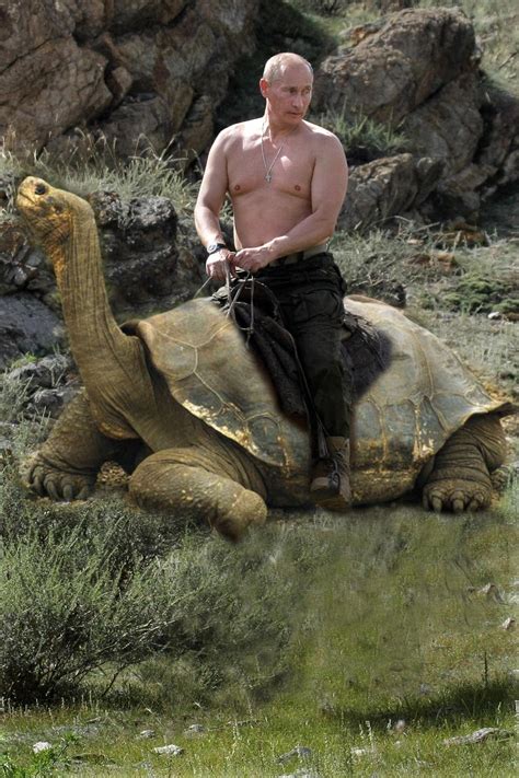 The images of russian president vladimir putin riding a bear while shirtless have already become iconic, flooding social media, with many wondering if they are real. putin riding a bear - Google Search | Obama, Rare, War