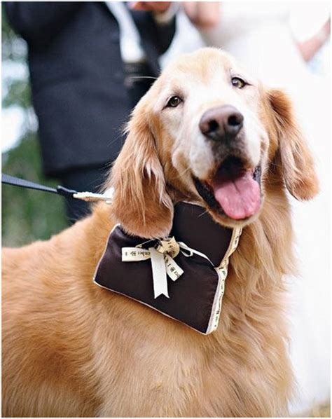 5 Ways To Include Your Pet In Your Wedding