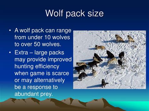 Ppt Wolf Presentation Powerpoint Presentation Free Download Id359082