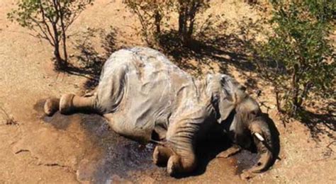 More Than 350 Elephants Die From Mysterious Causes In Botswana