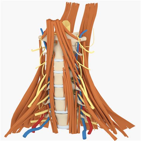 D Cervical Human Spine Neck Model