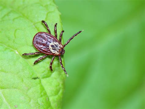 Life Cycles Of Ticks Pointe Pest Control Chicago Pest Control And