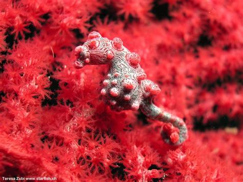 Pygmy Seahorse Hippocampus Bargibanti Flickr Photo