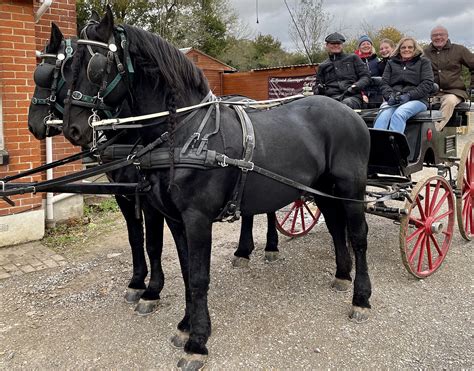 Carriage Driving Experience