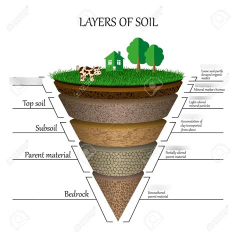 Ap Environmental Soil Layers Diagram Quizlet