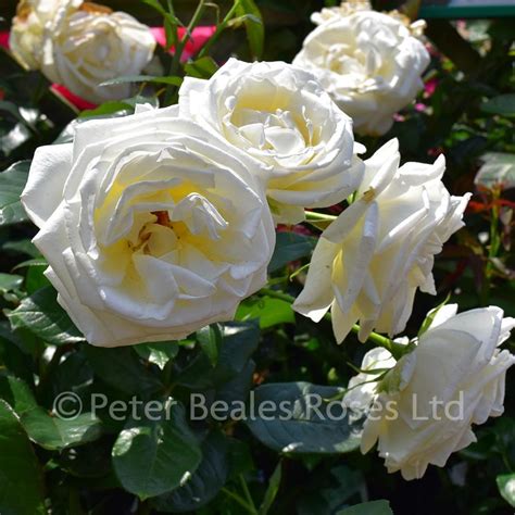 Silver Anniversary Bush Rose Peter Beales Roses The World Leaders