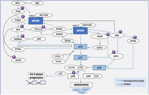 Mtorc1 Mediated Senescence Via P53p21 And P16prb Pathways Activation