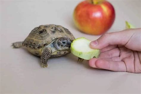 When Is The Best Time To Feed Your Tortoise Tortoise Expert