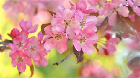 Pink Cherry Flowers Bokeh Twigs Spring Wallpaper