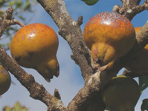 Punica Protopunica By Soqotra Yemen Fotografías De Nacho Benvenuty