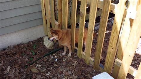 Dog Stuck In A Fence Youtube