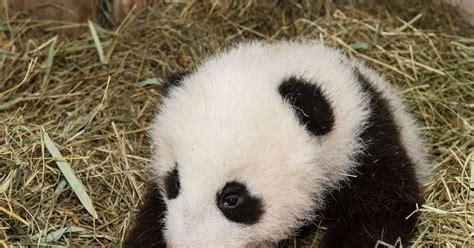 Le Bébé Panda Du Zoo De Vienne Baptisé Léopard Heureux