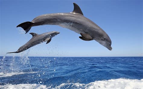 Dolphins Jumping Out The Water Spray Sky Horizon Wallpaper Animals