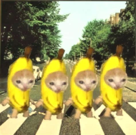Banana Cat Sad Banana Cat Know Your Meme