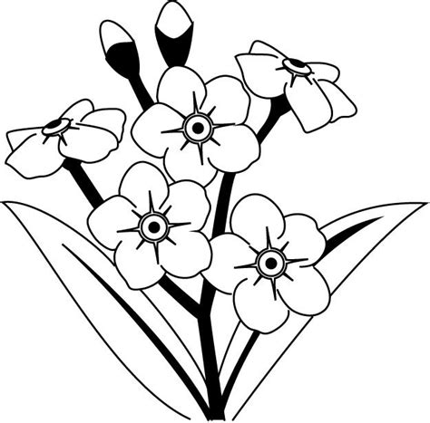 Forget Me Not Coloring Page At Free Printable