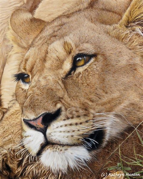 Kathryn Hansen Colored Pencil Workshop Lioness
