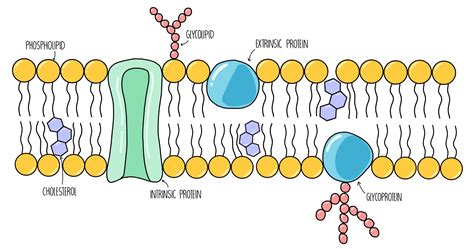 Biological Membranes A Level — The Science Sauce