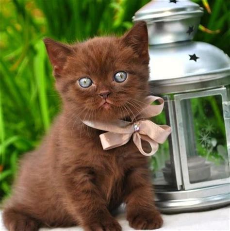 Brown Cat Pretty Cats Cute Animals Kittens Cutest