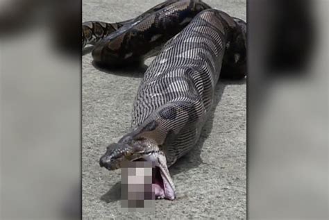 Graphic Vid Horrific Moment 17ft Snake Throws Up Entire Pet Cat