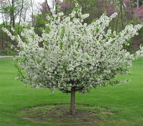 Sargent Crabapple Landscape Plans Landscape Trees Landscape Projects