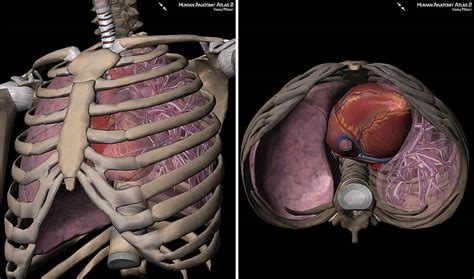 Stomach, small intestine, large intestine, spleen, liver, bladder, rectum, ovaries. 3D Skeletal System: 7 Interesting Facts about the Thoracic Cage