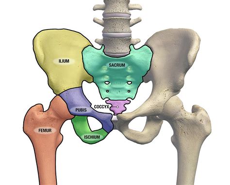 The femur is the largest bone in the body and the only bone of the thigh (femoral) region. Pelvis And Hip Bones With Major Photograph by Hank Grebe