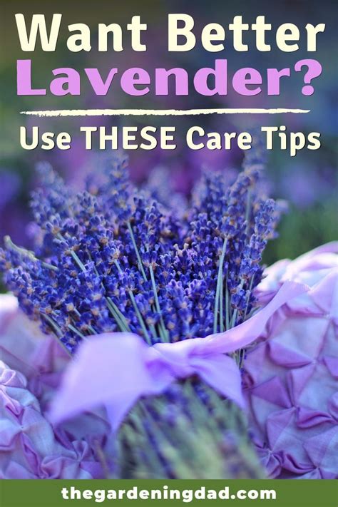 5 Simple Tips How To Grow Lavender From Seed The Gardening Dad Growing Lavender Lavender