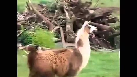 Funny Animals Compilation 2015 Youtube