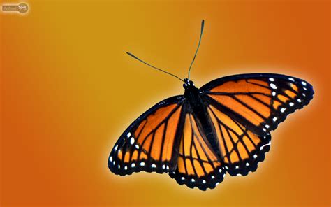 Monarch Butterfly Wallpaper 64 Pictures