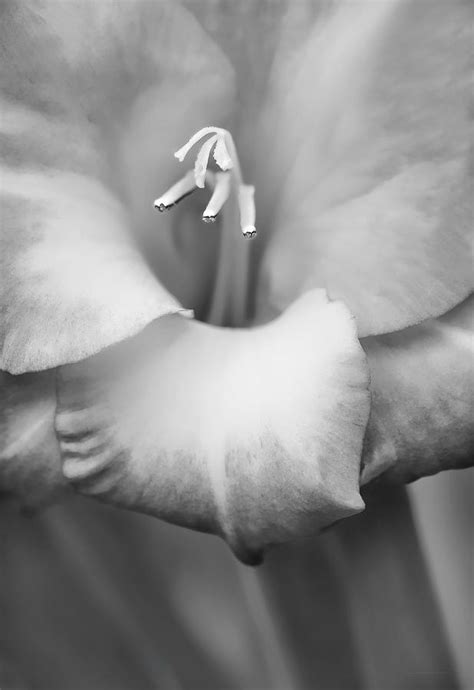 Gladiola Flower Monochrome Photograph By Jennie Marie Schell Fine Art
