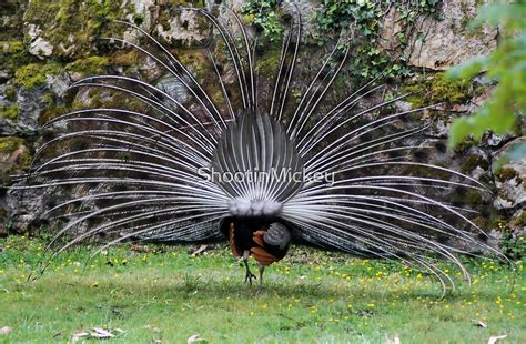 Female Peacock By Shootinmickey Redbubble