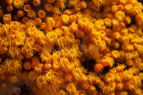 Orange Cup Coral Tubastraea Coccinea Stock Photo Image Of Anthozoa