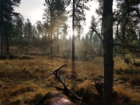 Black Hills Rifle Elk Hunt
